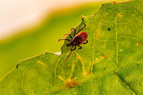Insect Protection: How To Protect Yourself From Mosquitos, Ticks and Leeches