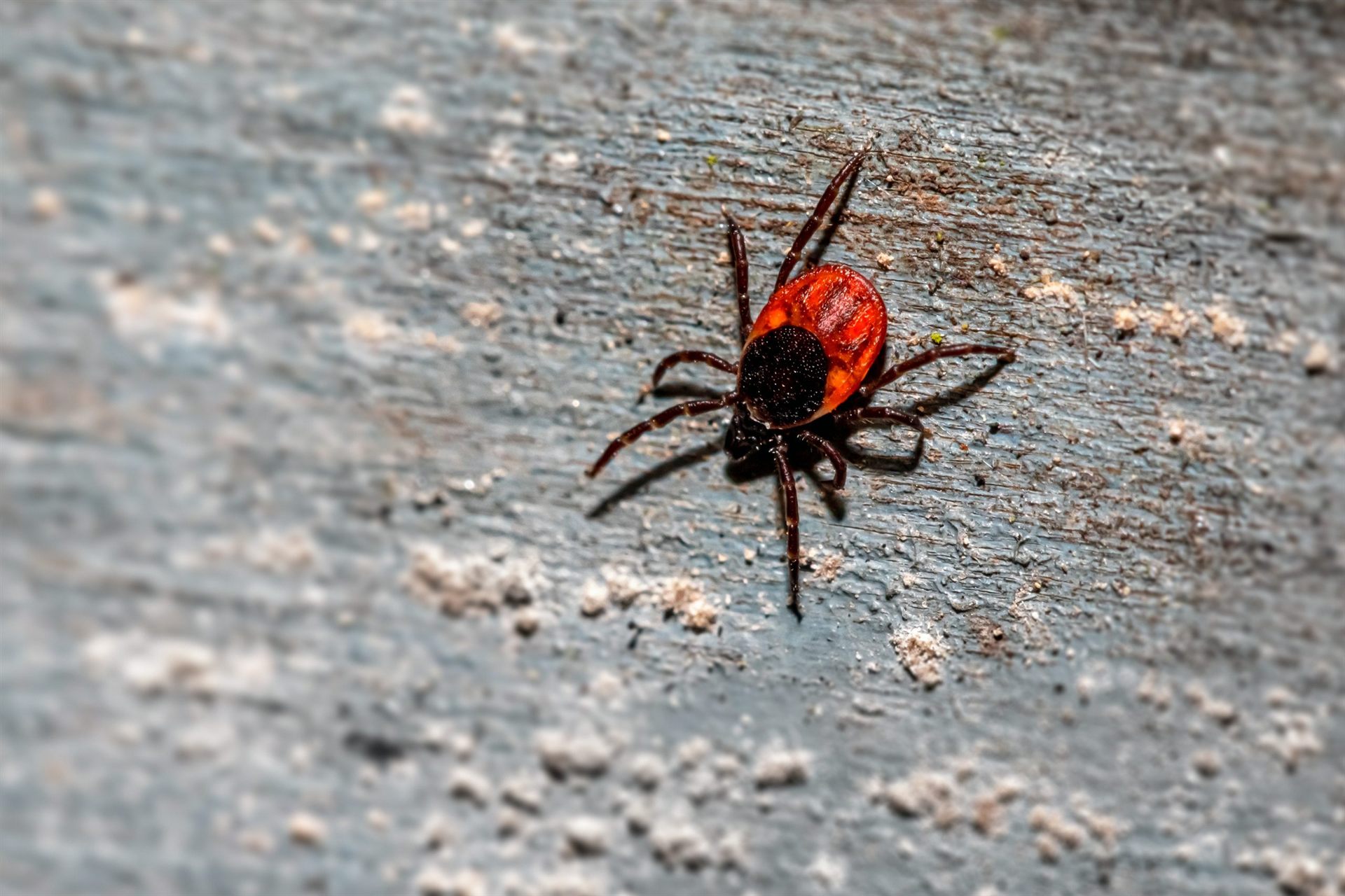 deer tick