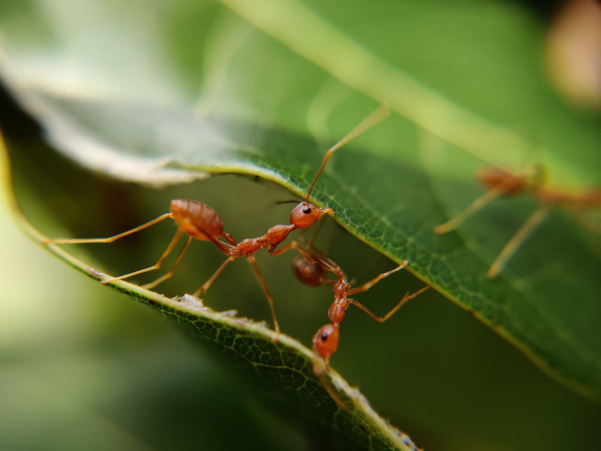 ants on leaf