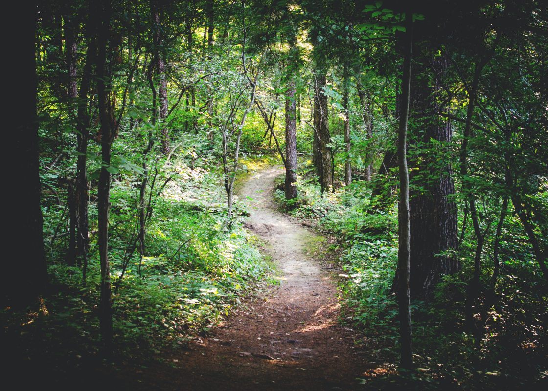 Forest Path in Ca;ifornia