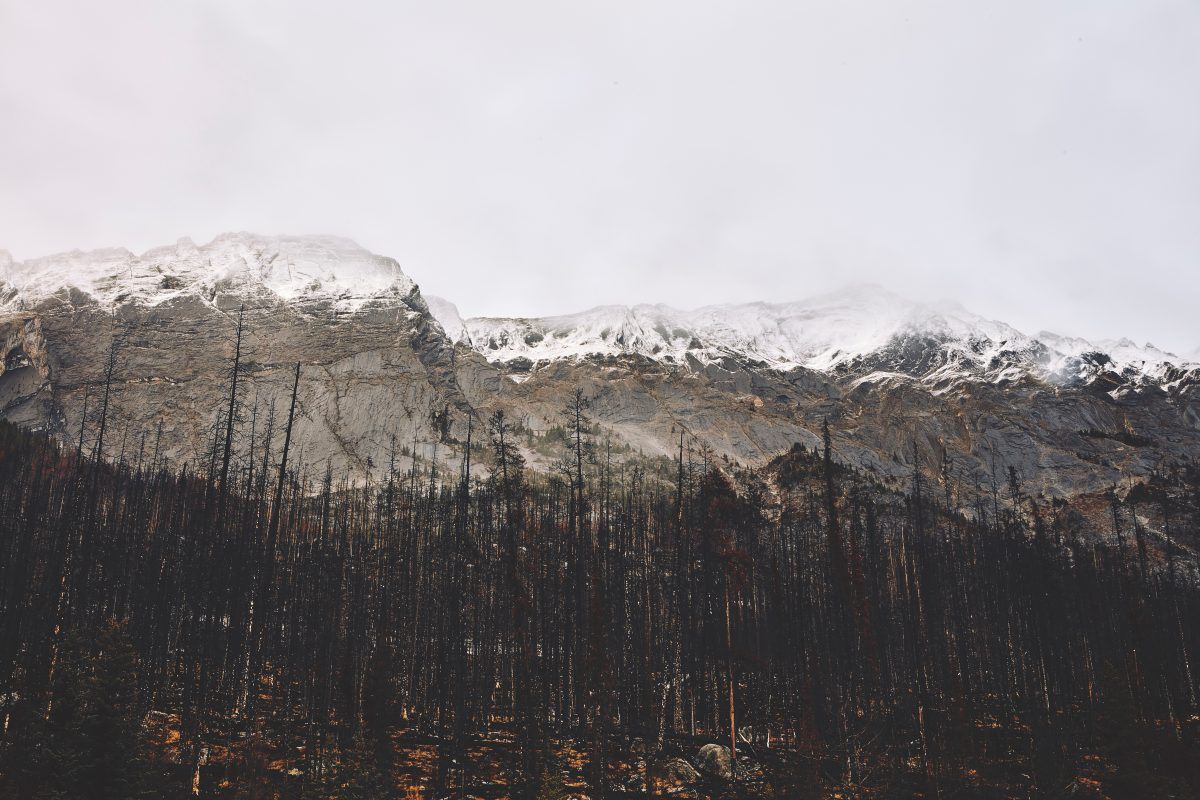 Woodland in Jasper National Park