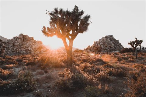 The Complete Visitor's Guide to Joshua Tree National Park