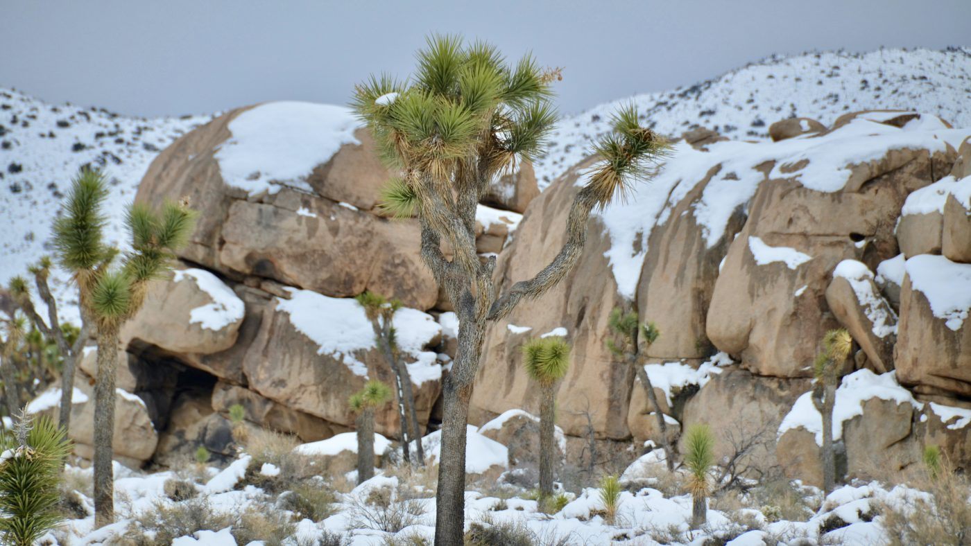 Joshua Tree National Park in Winter