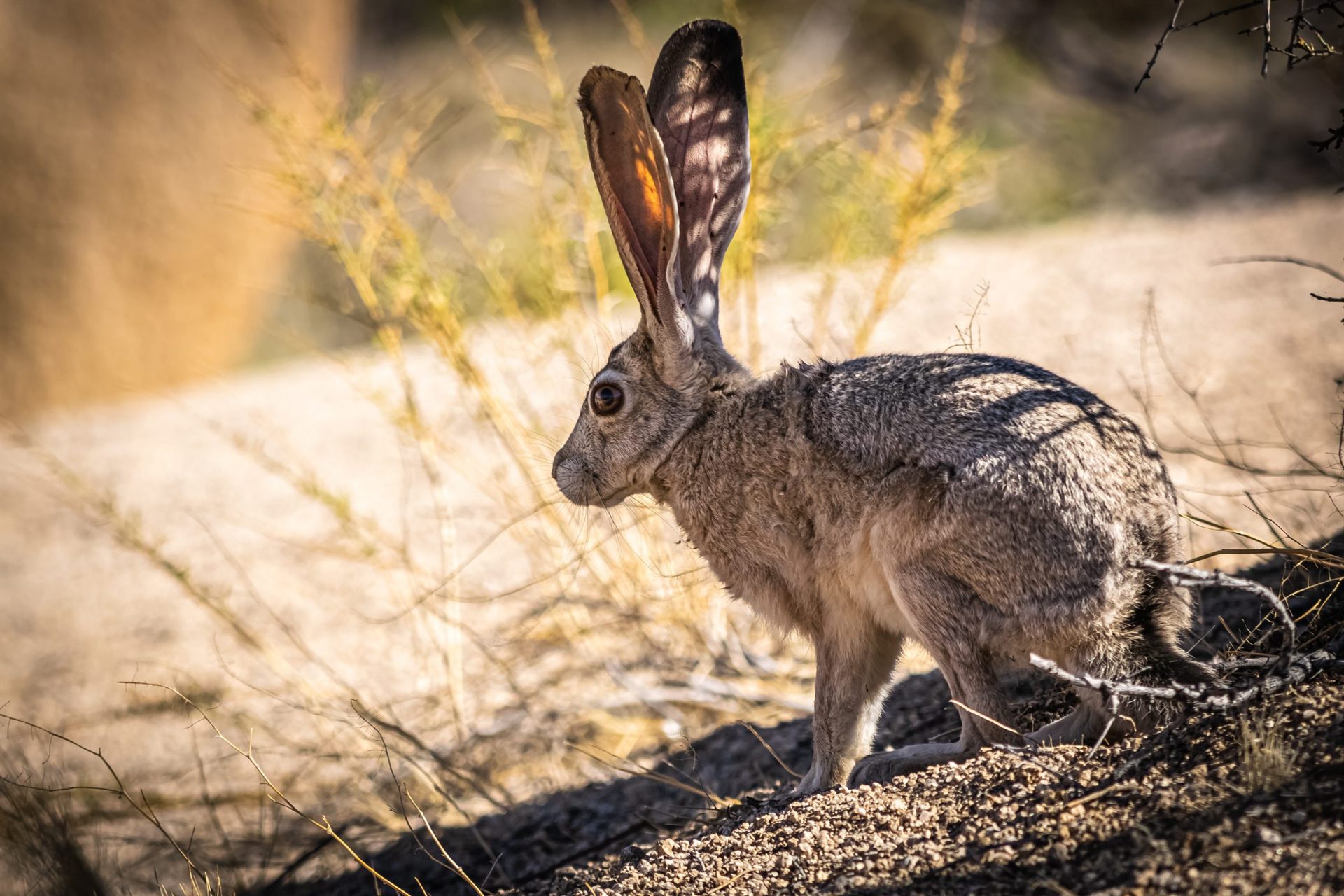 Brown Rabbit in the California Desert