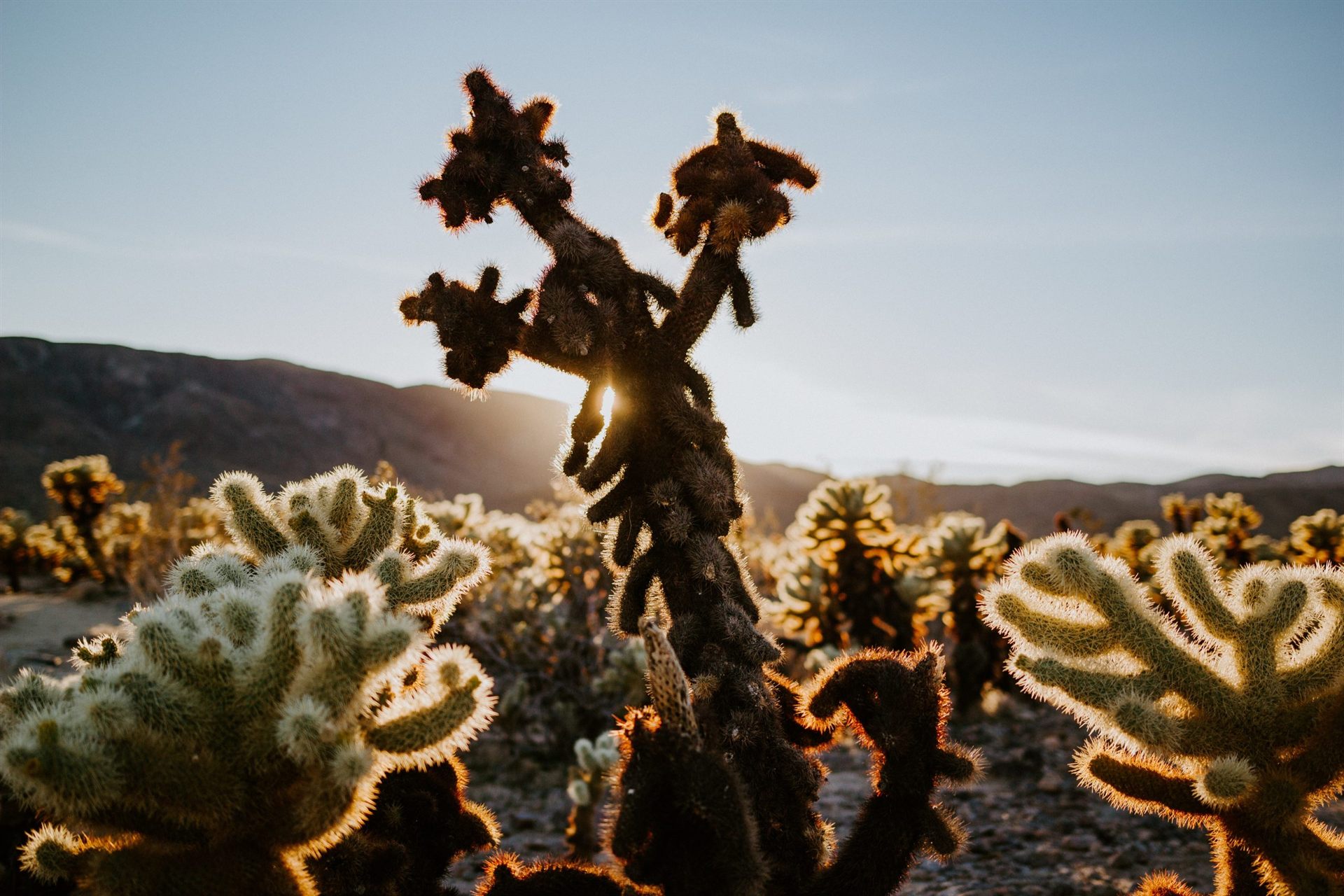 Daytime Scenery in the Desert