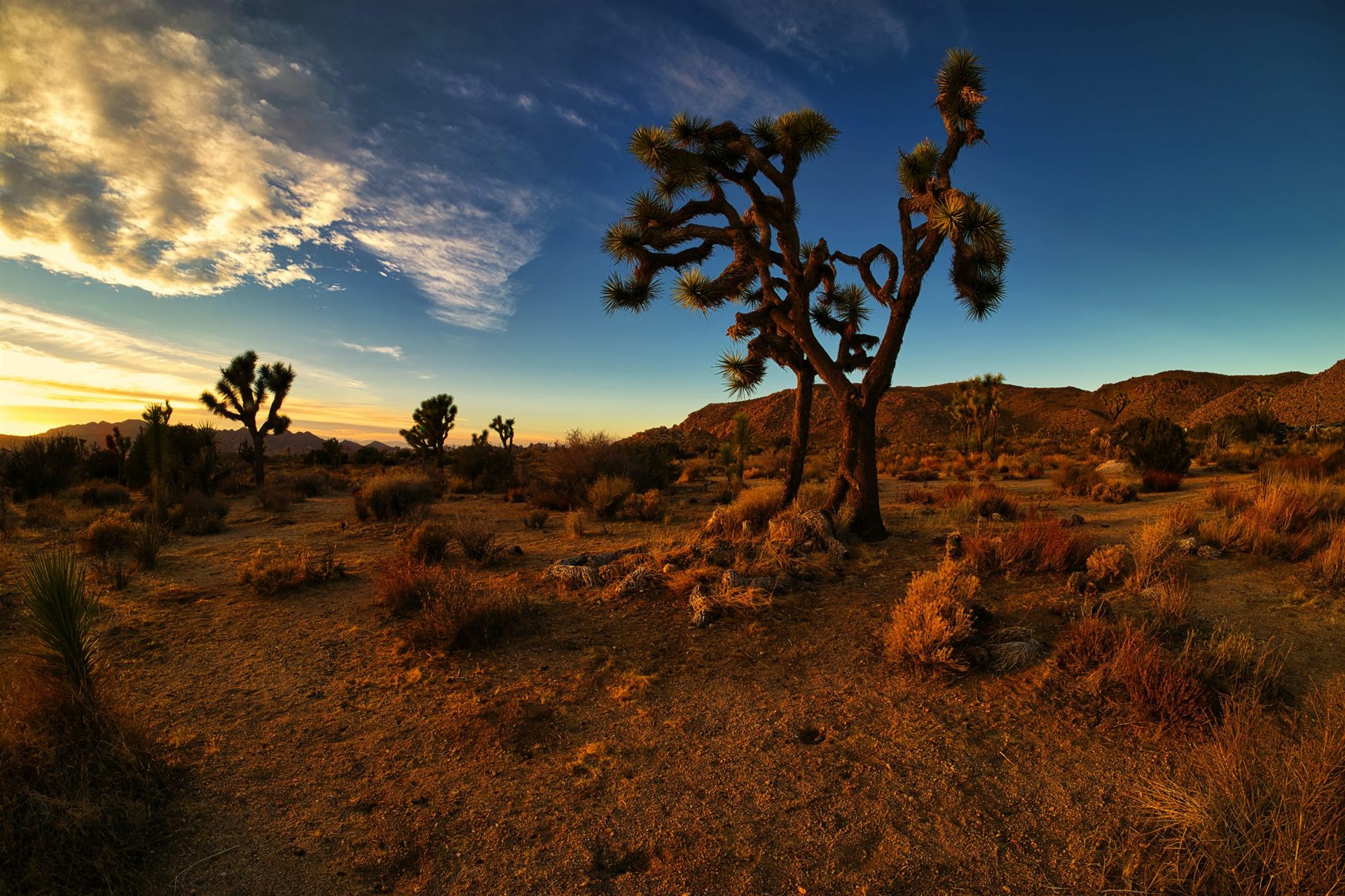 Sunset in Joshua Tree National Park