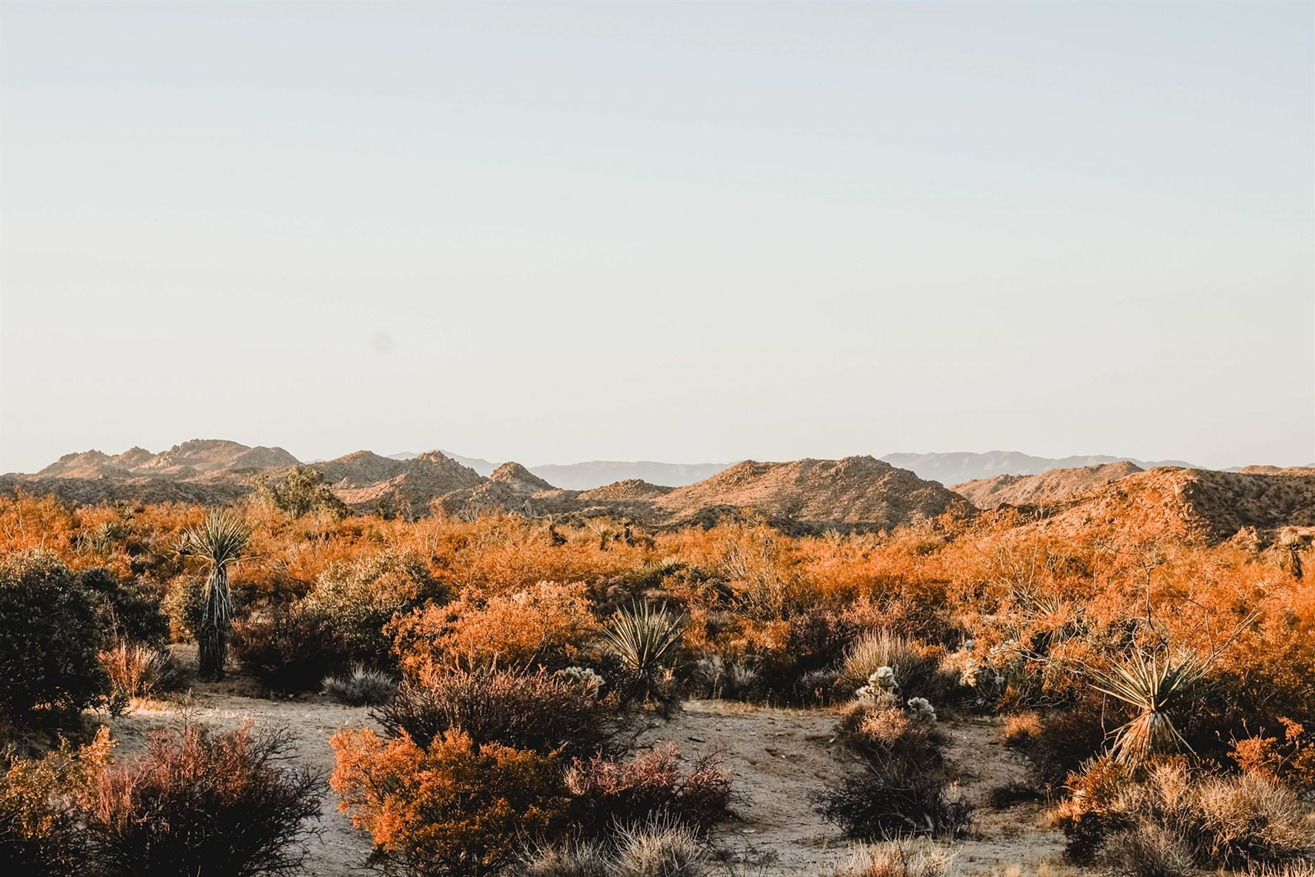 Desert Landscape in Joshua Tree National Park