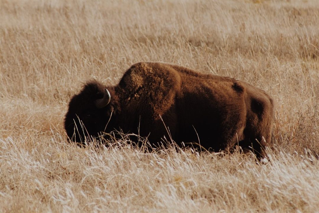 Bison grazing in the grasslands of the Wichita Mountains in Oklahoma