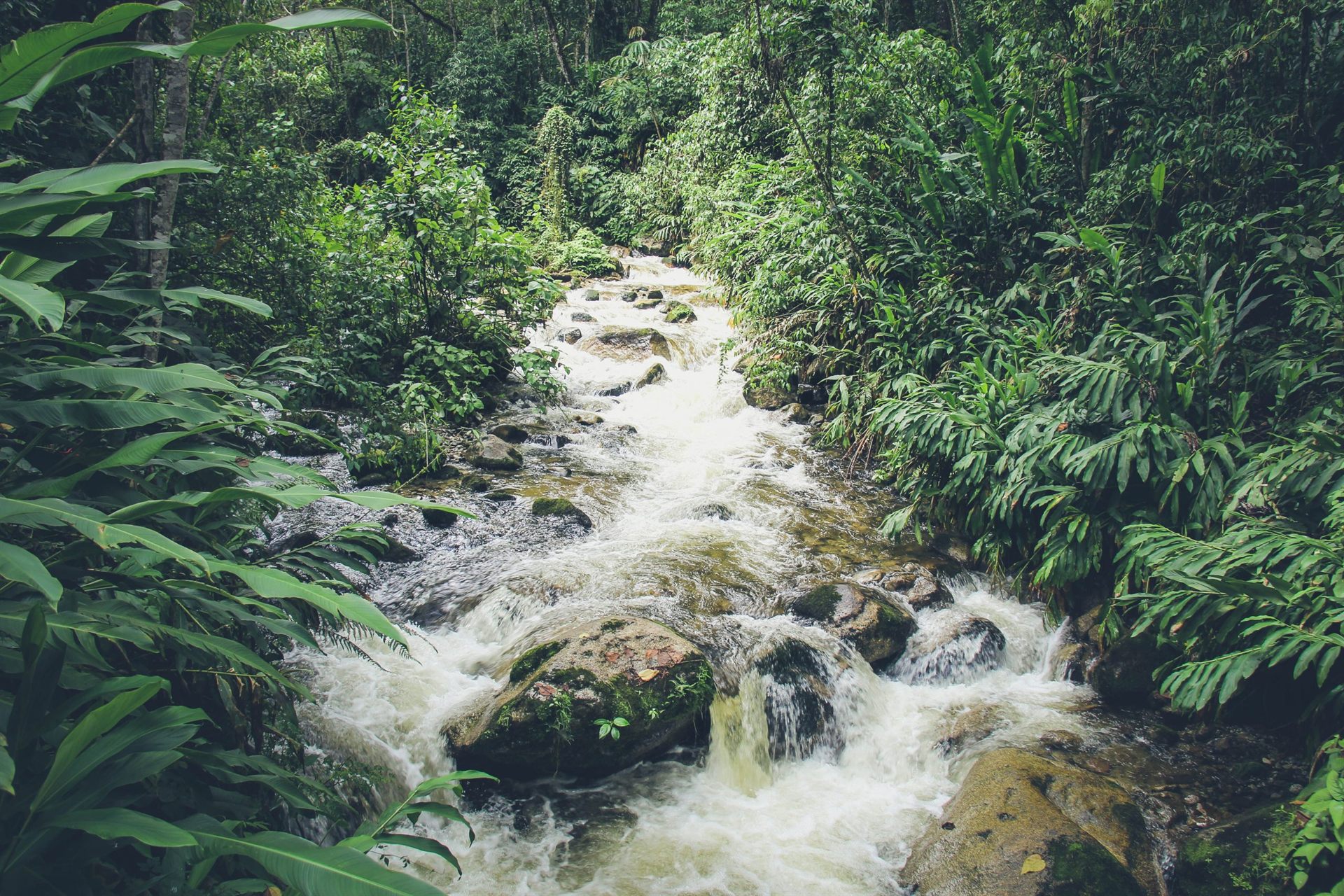 jungle trekking