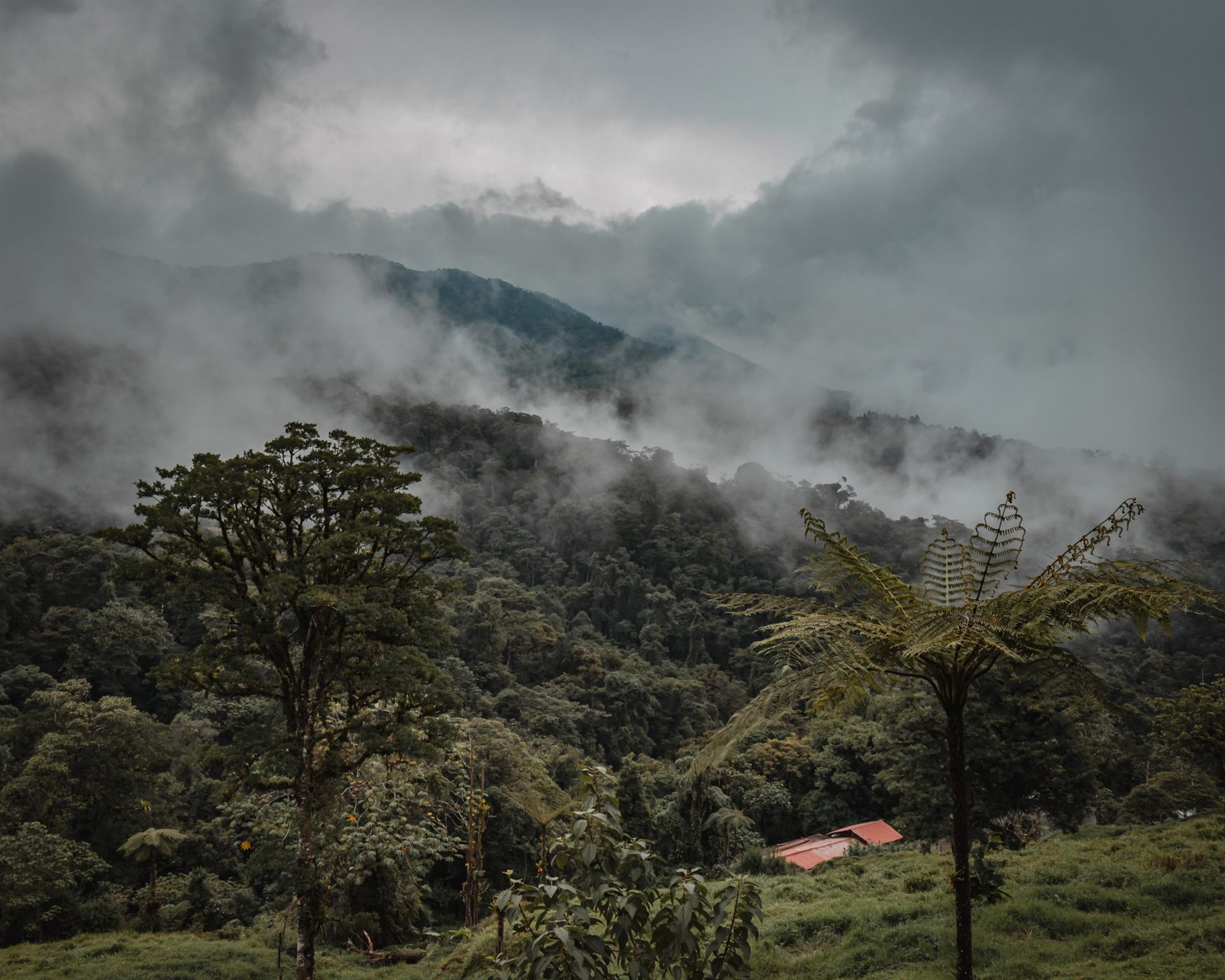 Costa Rica jungle