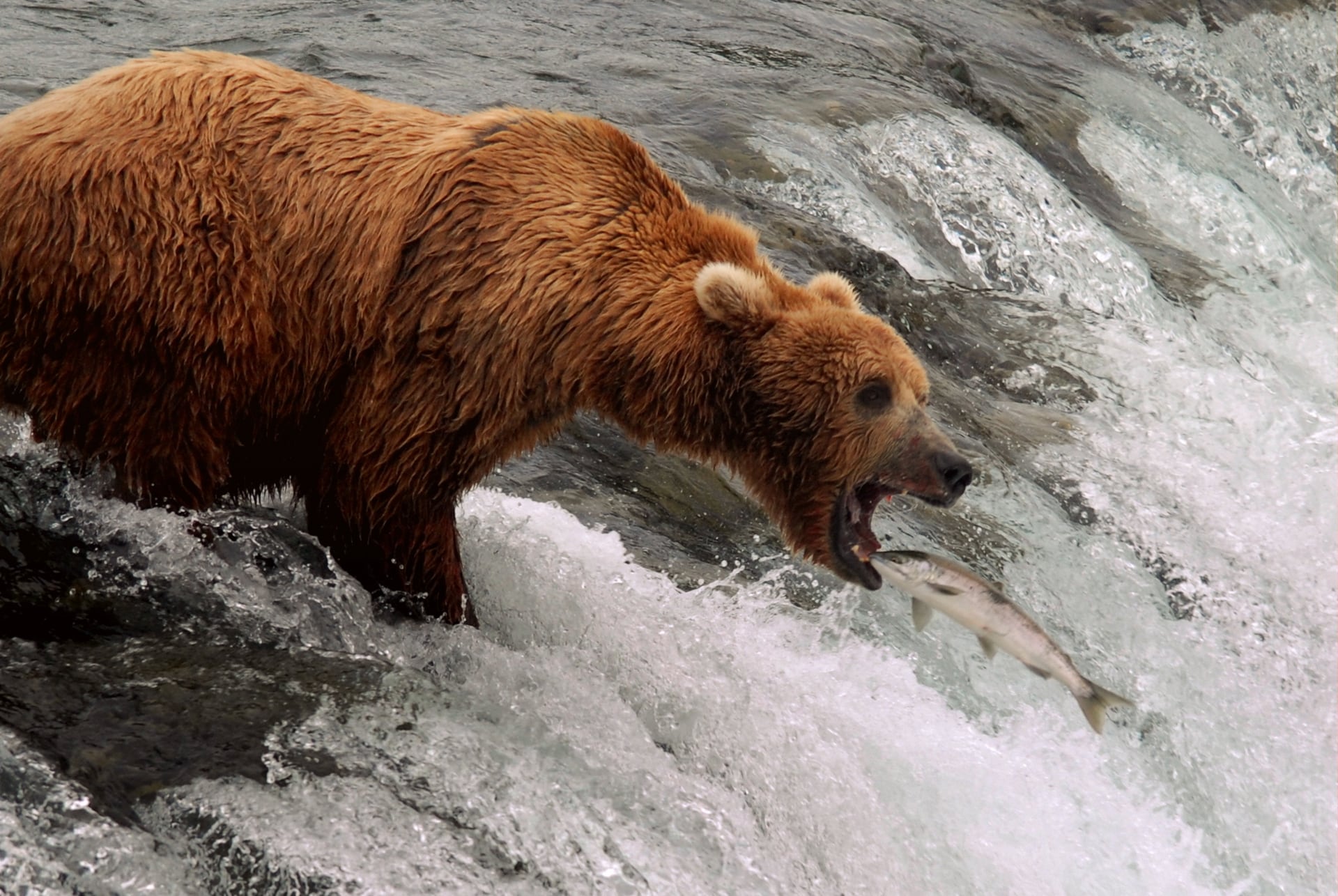 A brown bear catching salmon at Brooks Falls