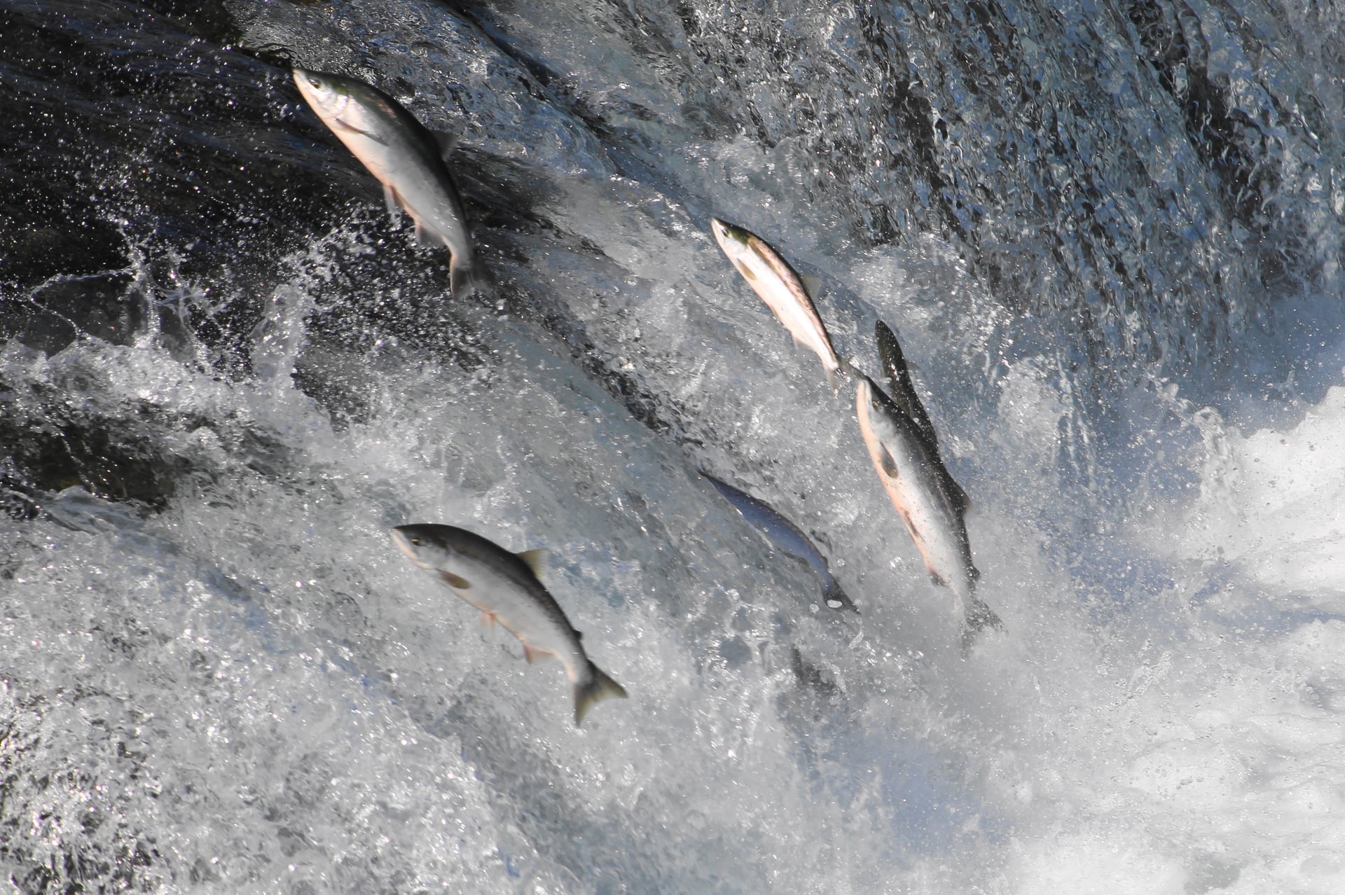 Sockeye salmon leaping through Brooks Falls