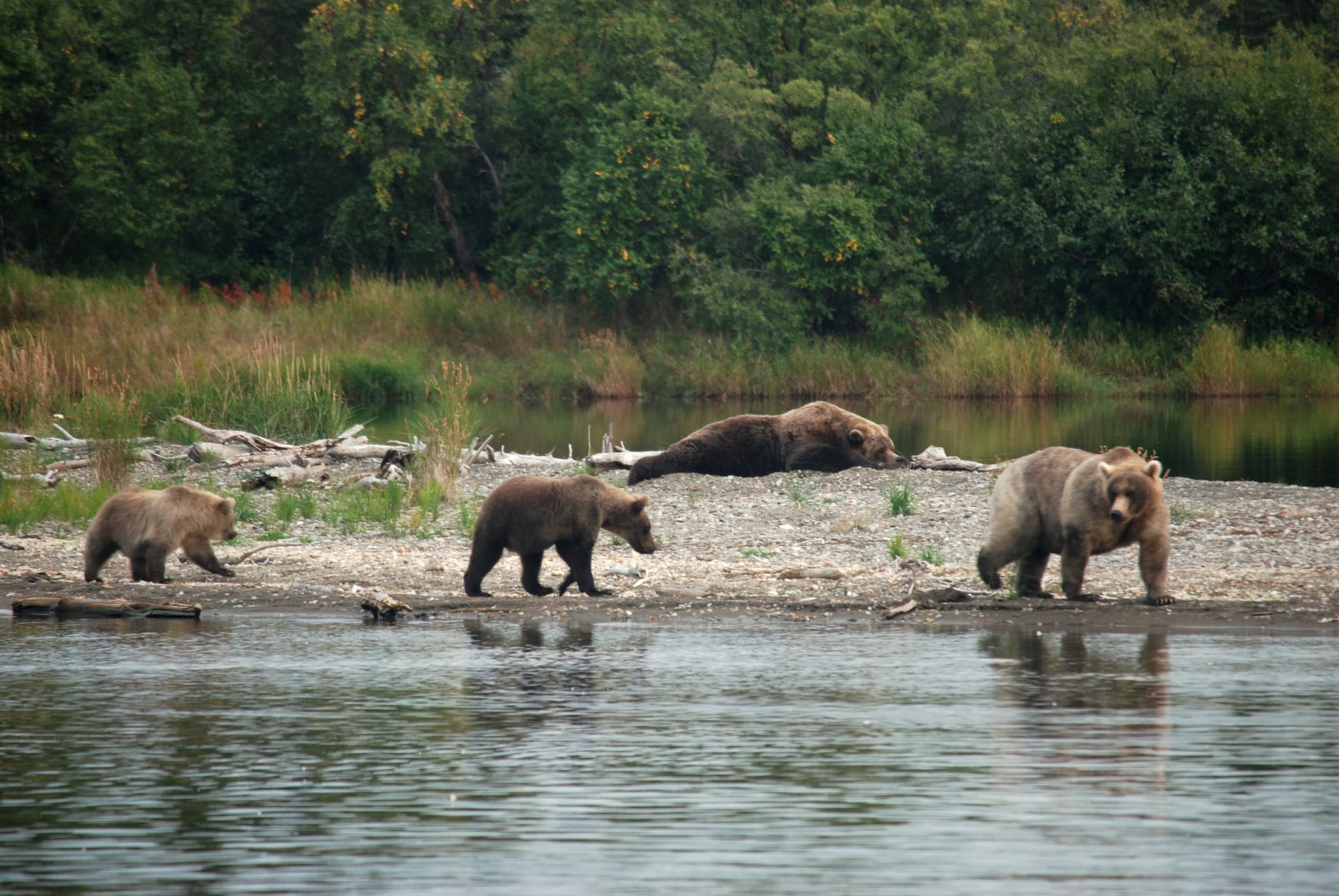 A group of brown bears gathered near a Katmai salmon stream