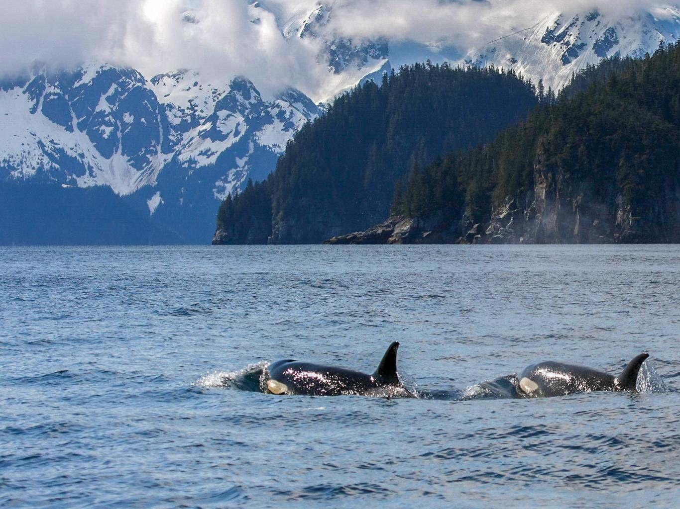 Two orcas surfacing off the mountainous Kenai Fjords coast