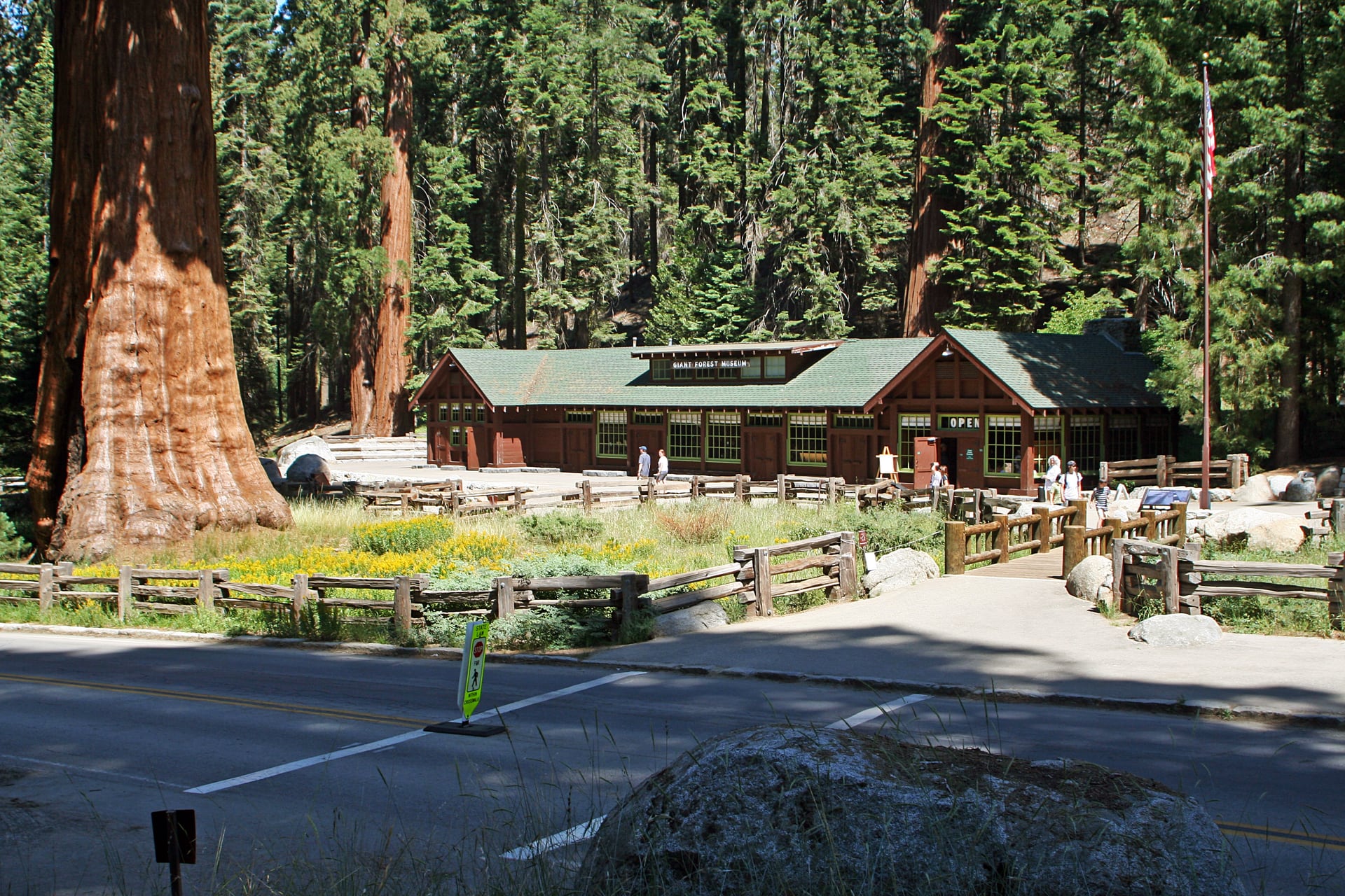 Giant sequoias surrounding the Giant Forest Museum