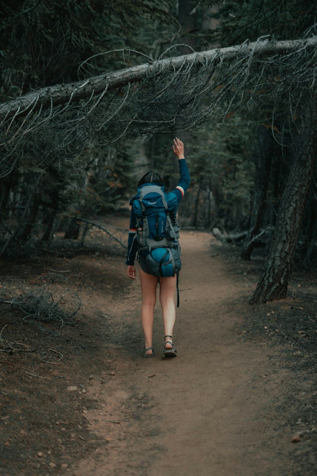 Backpacker hiking a forest trail in Kings Canyon National Park