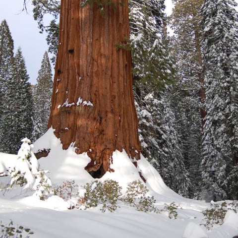 A giant sequoia rising from a snow-covered forest