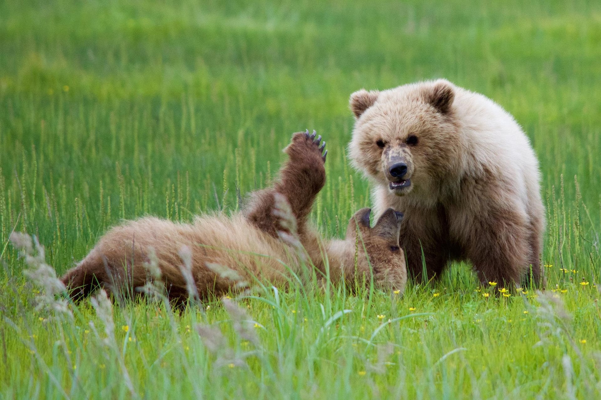 Two brown bear cubs playing in the coastal sedges of Lake Clark