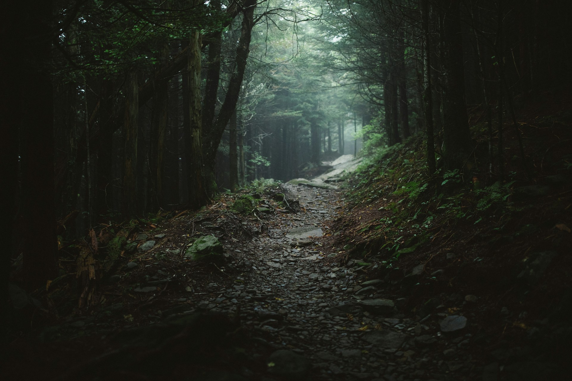 A forest path along the Appalachian Trail
