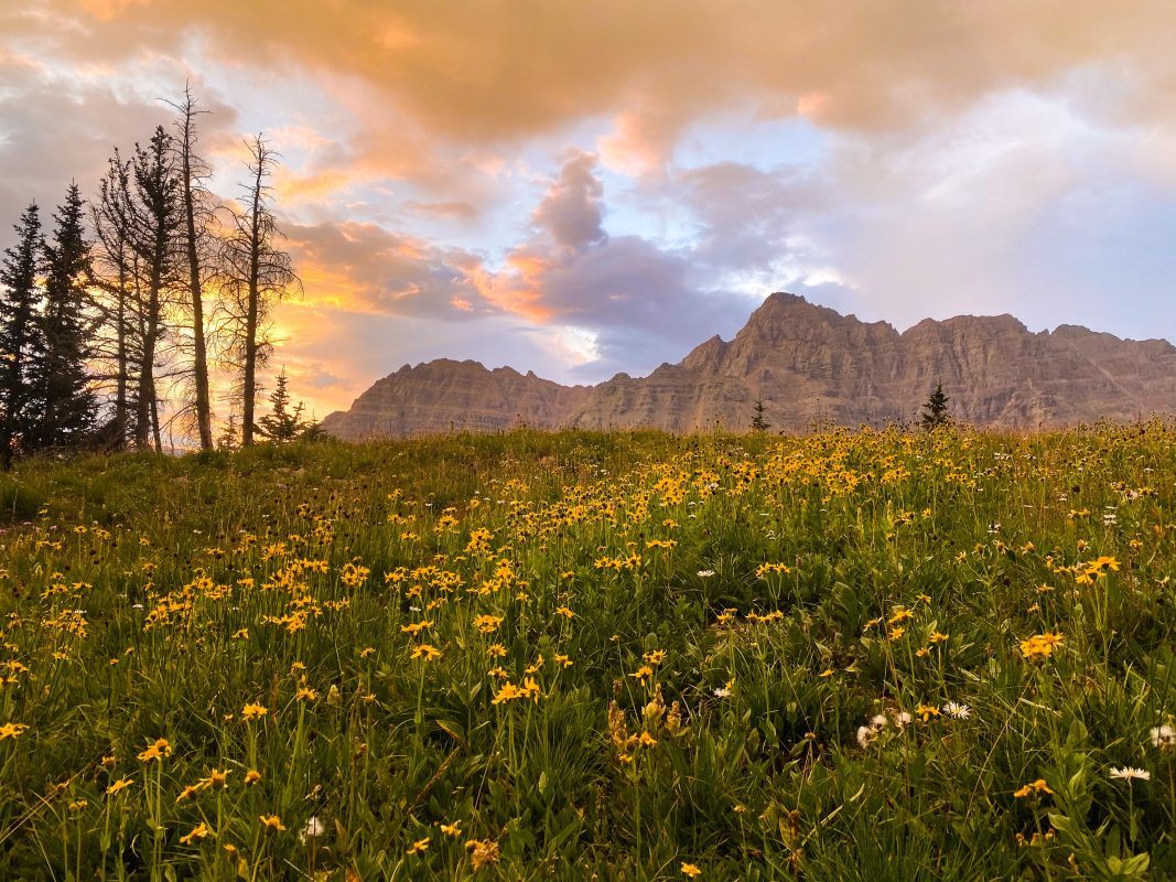 Wildflowers in Maroon Bells