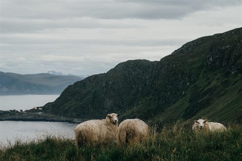 Merino Wool: History, Benefits, Facts and Uses