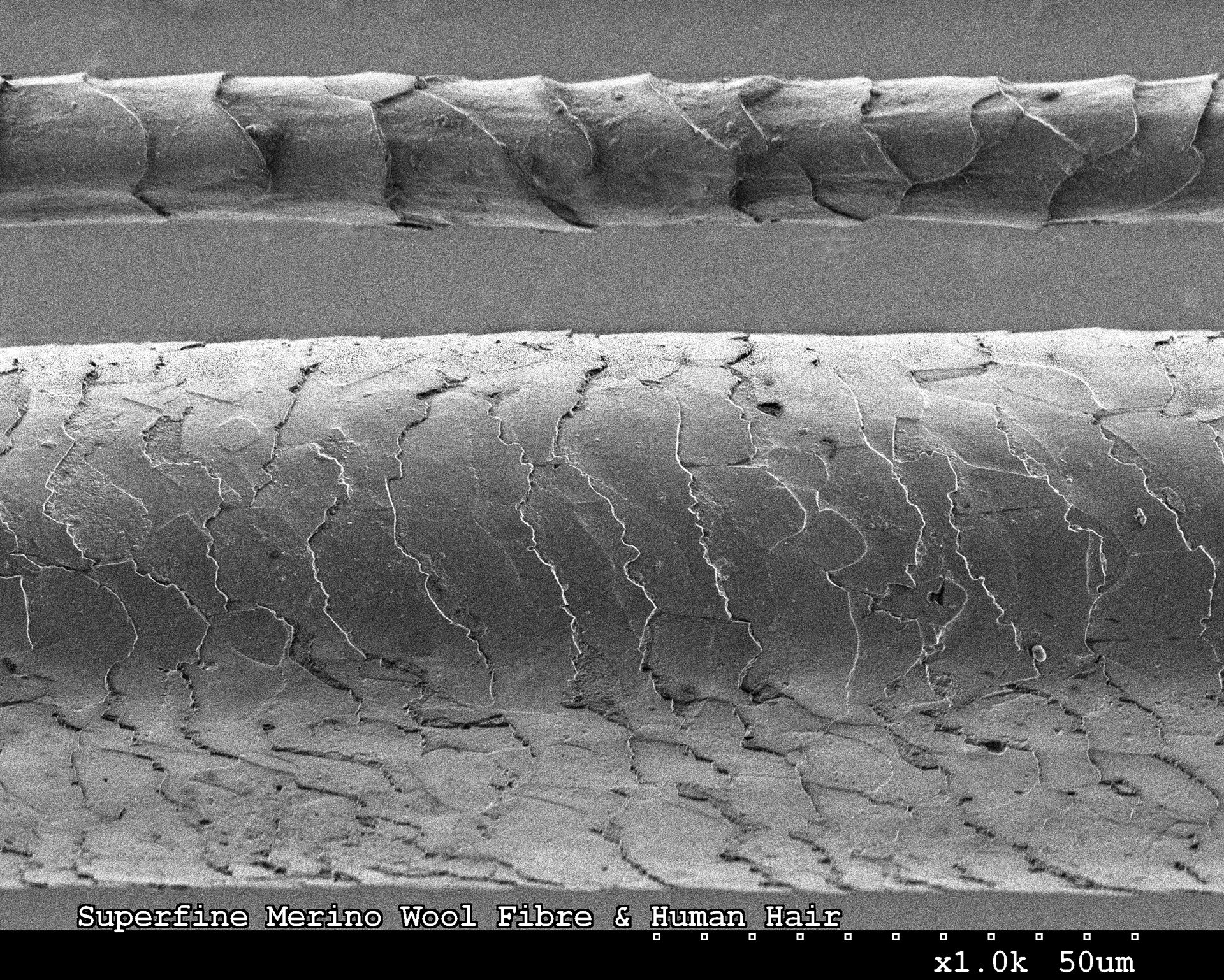 merino wool fibre and human hair comparison