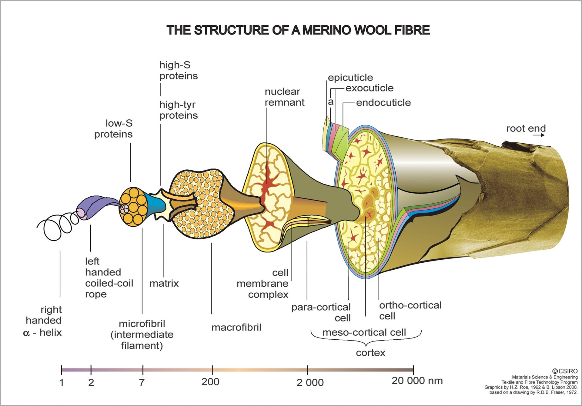 structure of a merino wool fibre