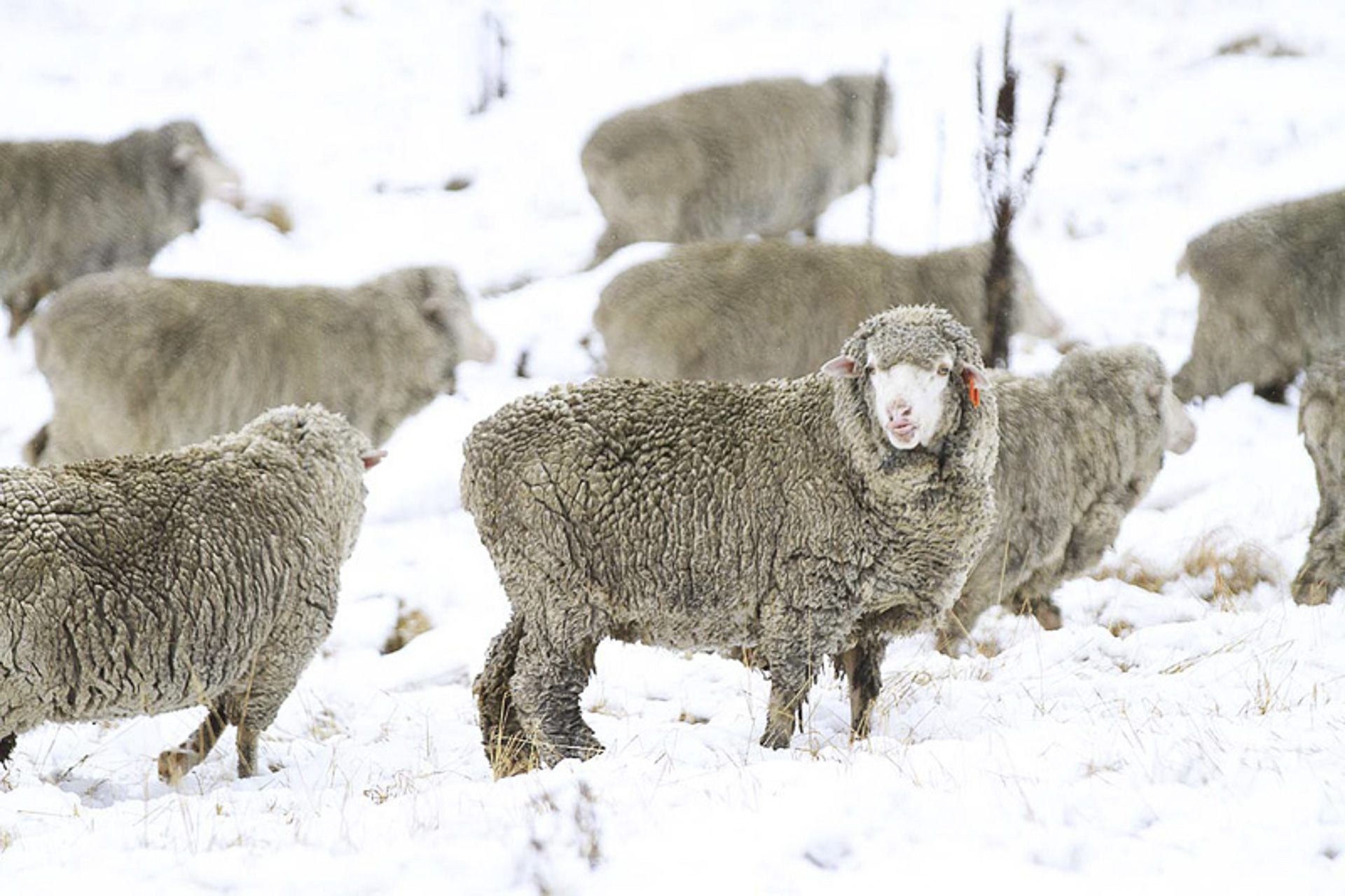 merino sheep in snow during winter