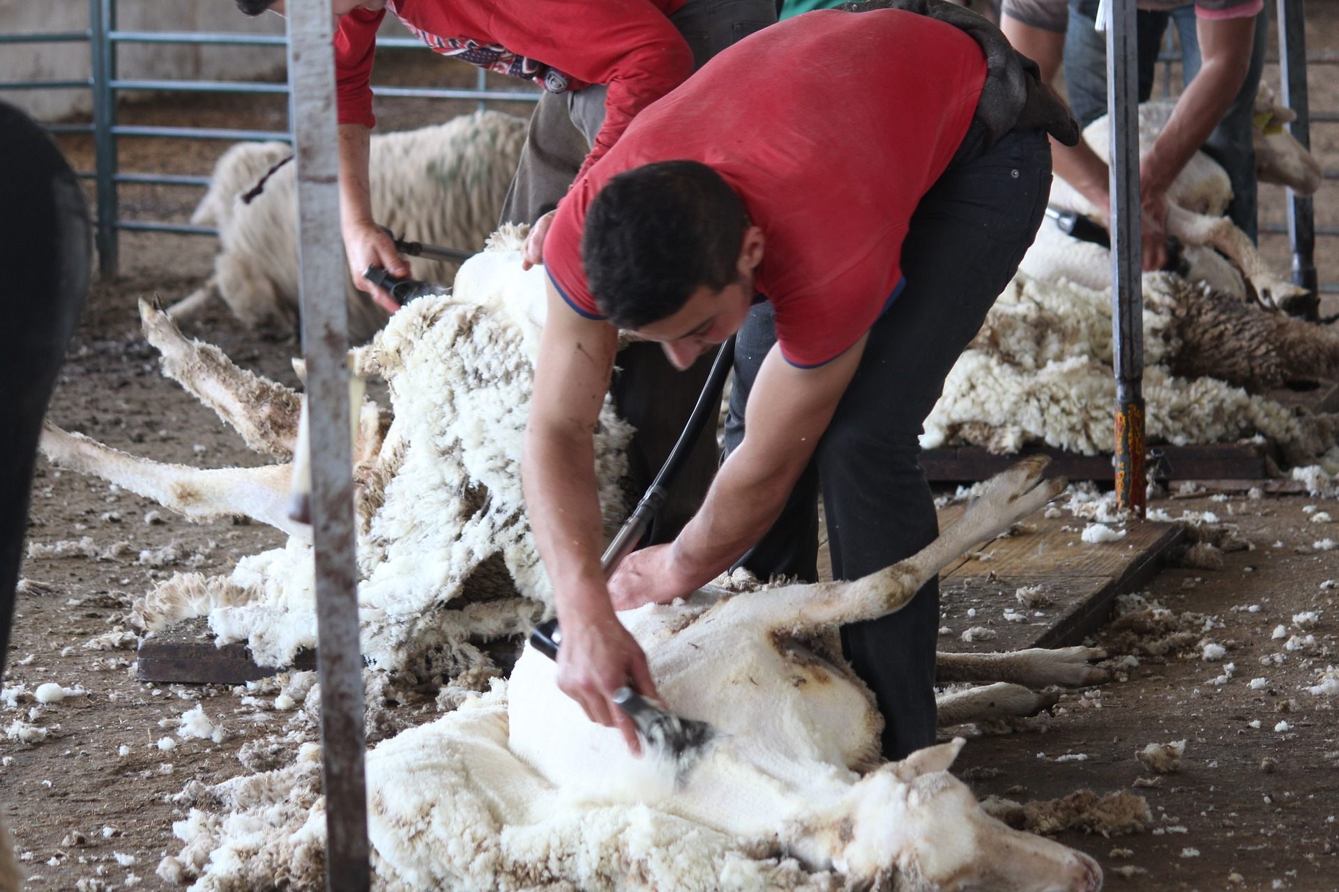 merino sheep shearing