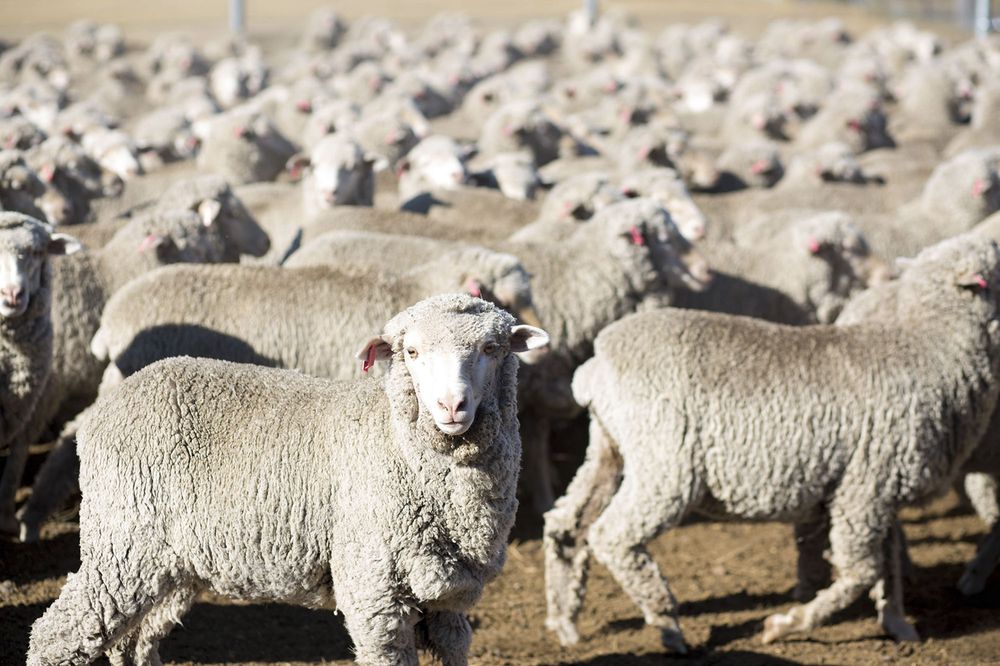 merino wool sheep