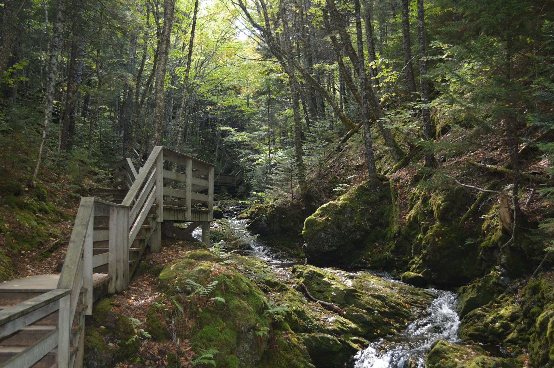A wooden footbridge crossing Dickson Brook in Fundy National Park
