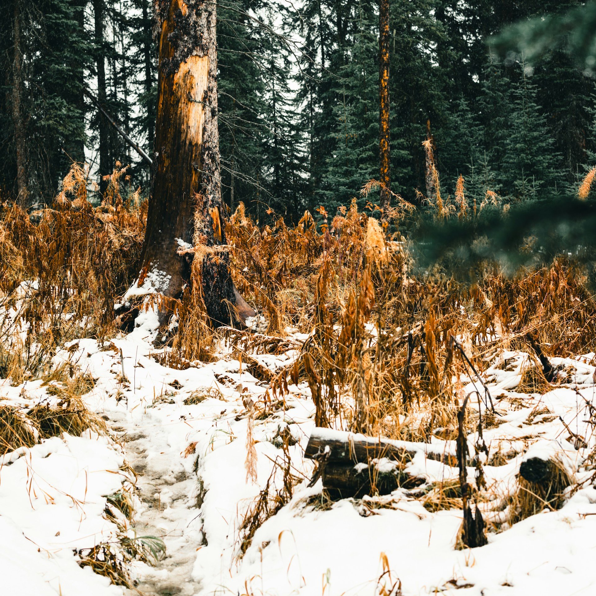 A snow-covered trail winding through Kootenay National Park forest