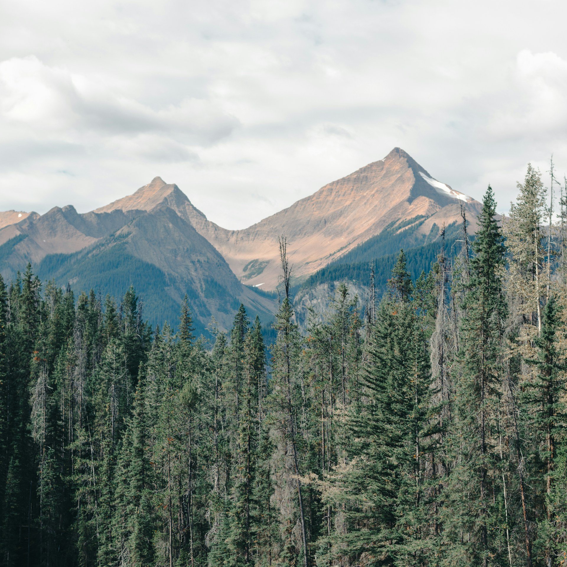 Evergreen forest beneath the mountains of Yoho National Park