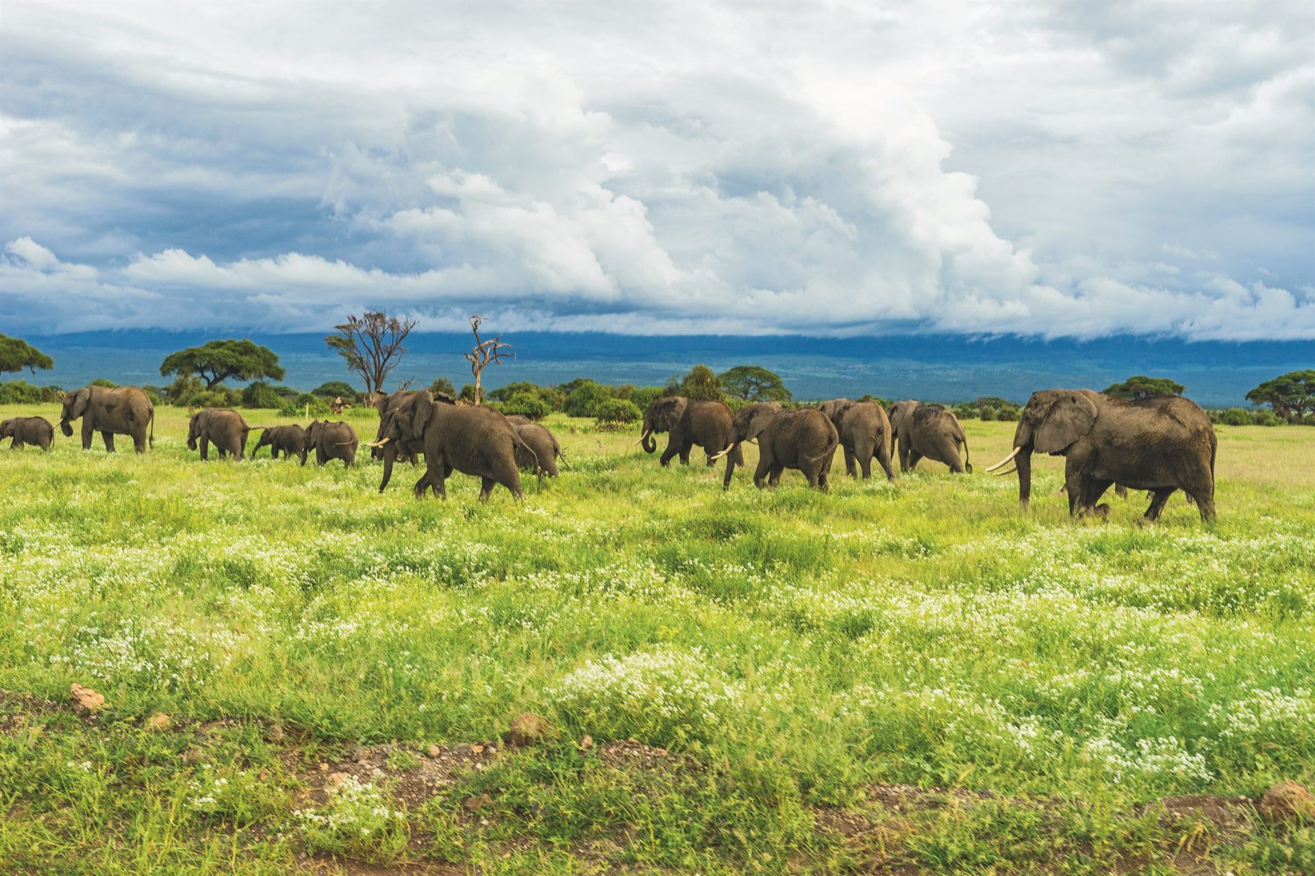 Elephants at Mount Kilimanjaro