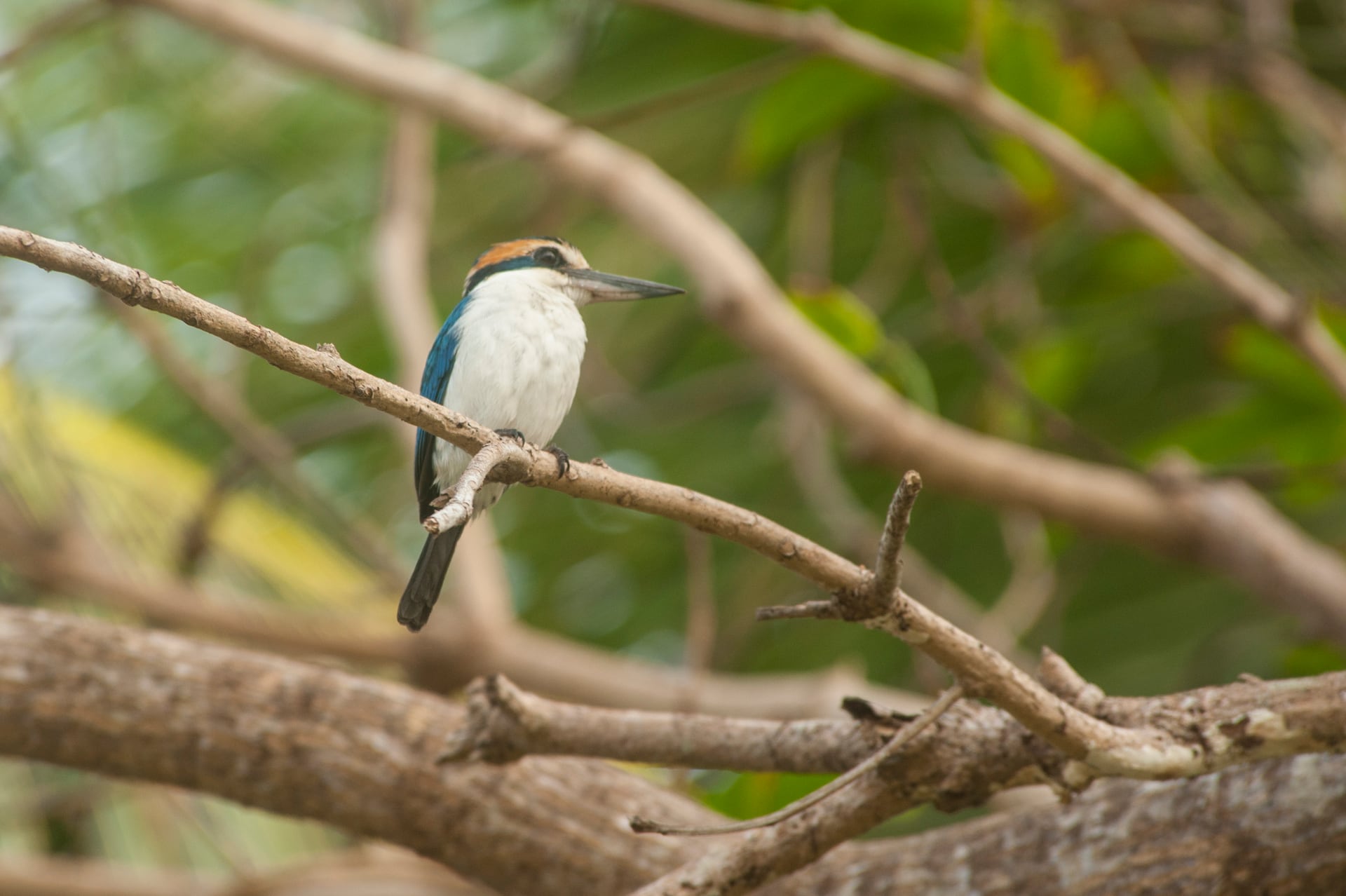 A collared kingfisher perched in the rainforest of American Samoa