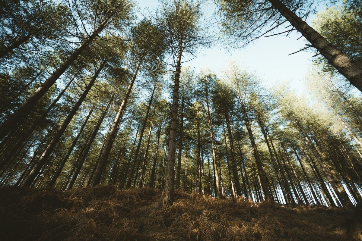 New Forest National Park