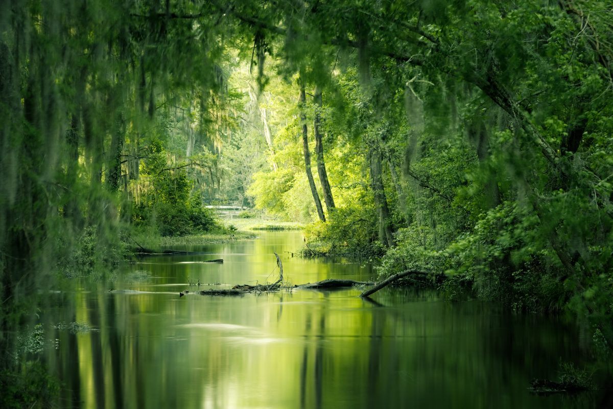 Nature Photograph