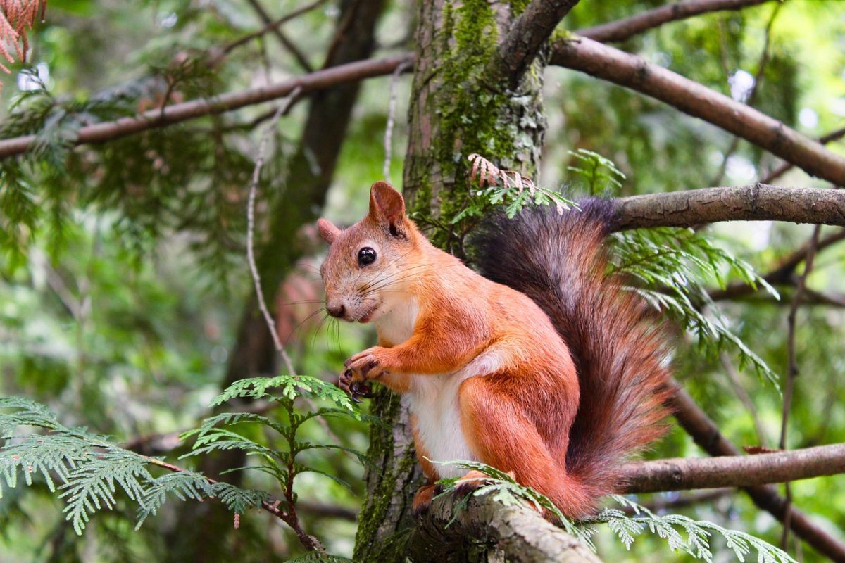 Squirrel Photograph