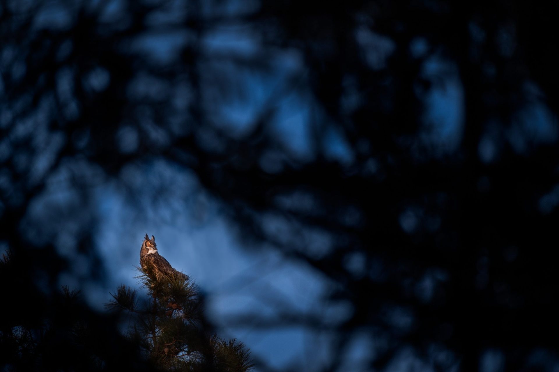 A Great Horned Owl perched on top of a Pine Tree at dusk.
