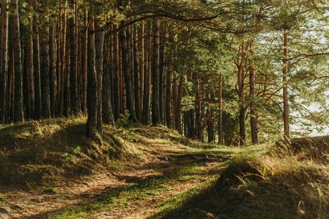 The North Country Trail: A Trek Through the Great Lakes