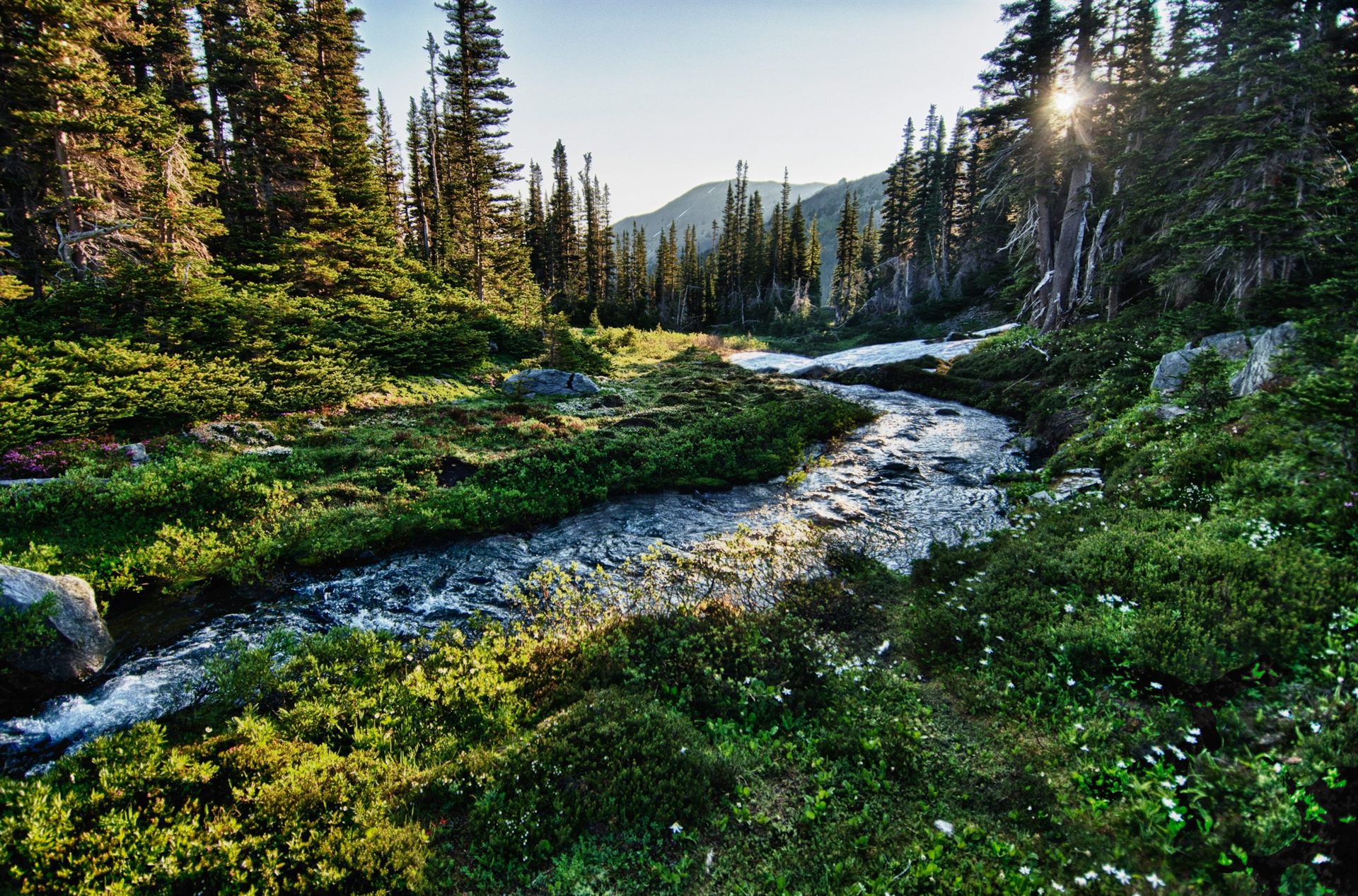river in Olympic National Park