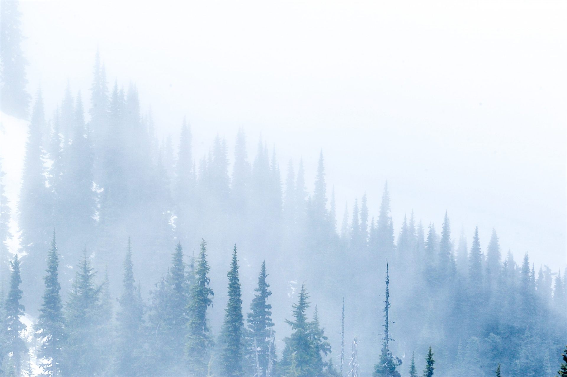 Olympic NP in Winter