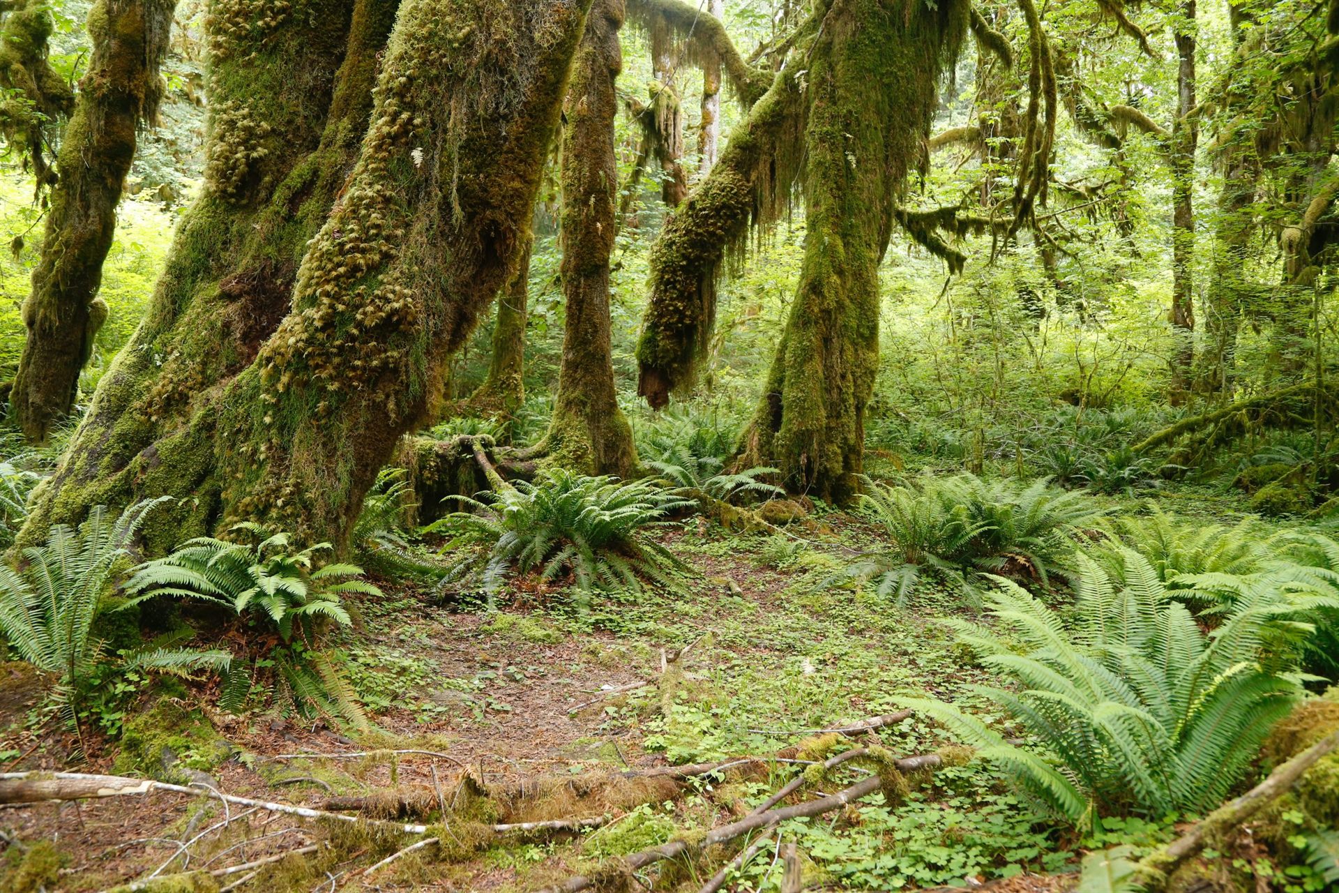 Hoh Rain Forest Olympic
