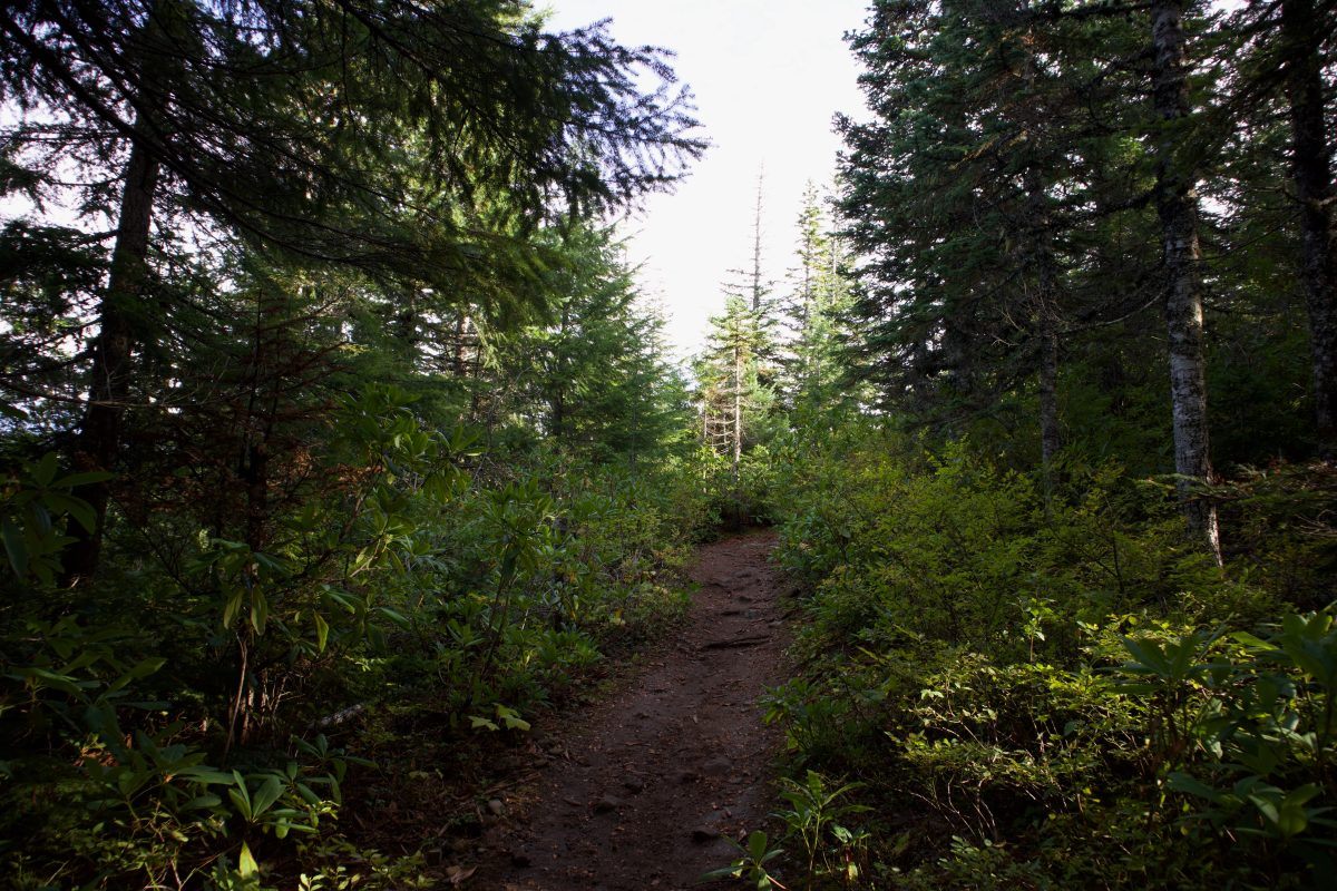Trail section on the PCT