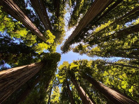 Exploring Nature's Sky Scrapers: Redwood National Park