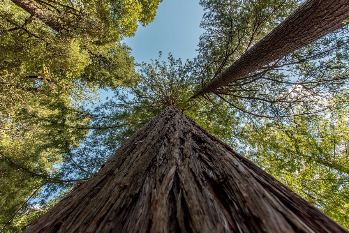 Tall trees in Redwoods National Park