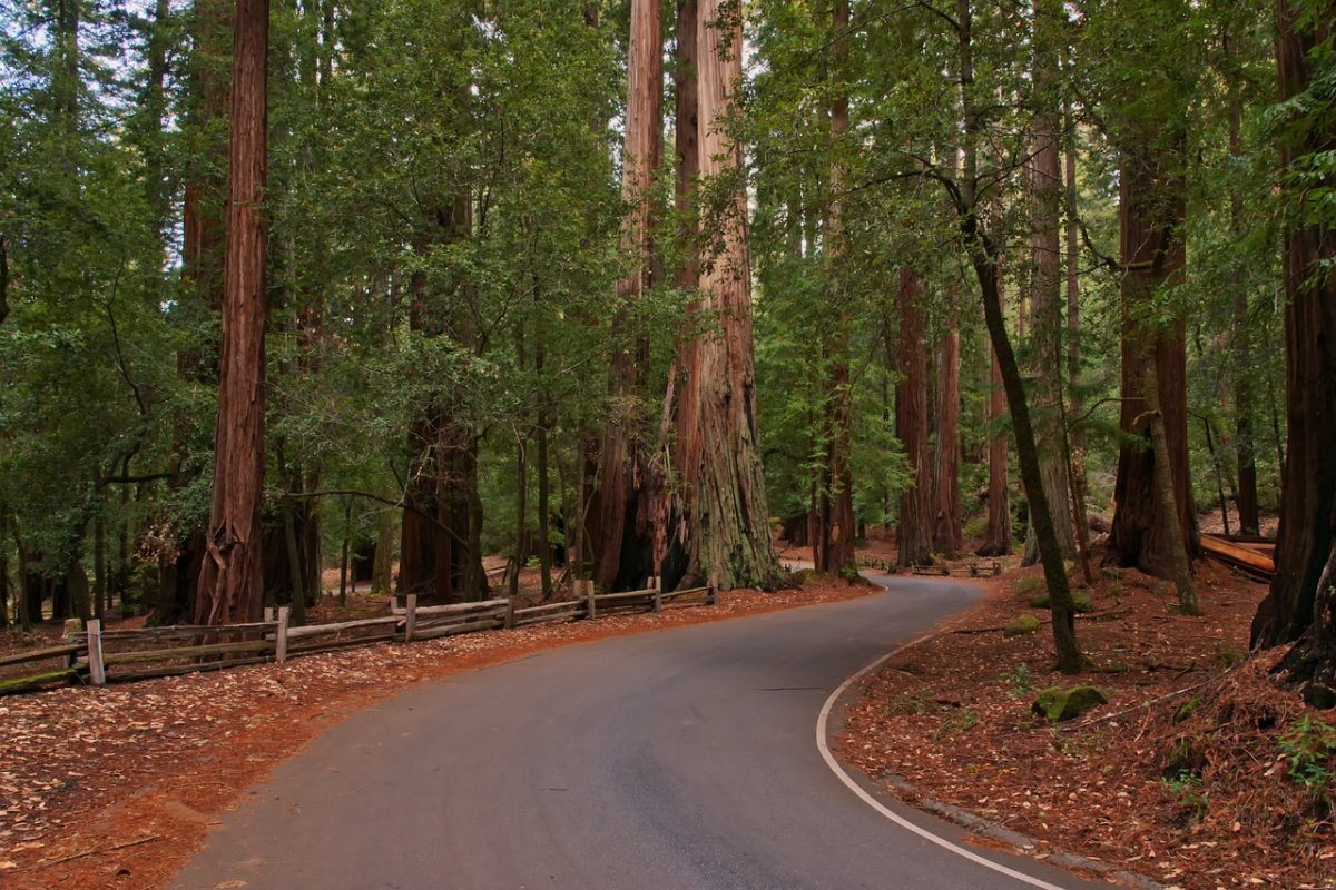 A Road in Redwoods National Park