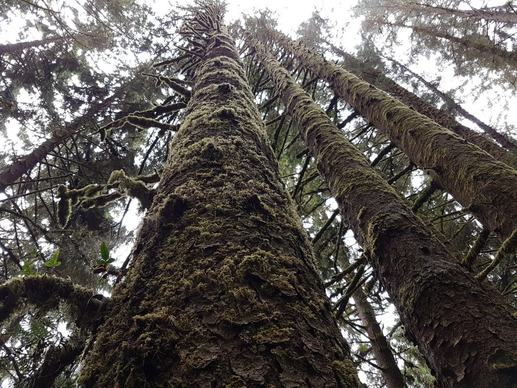 Redwood National and State Parks
