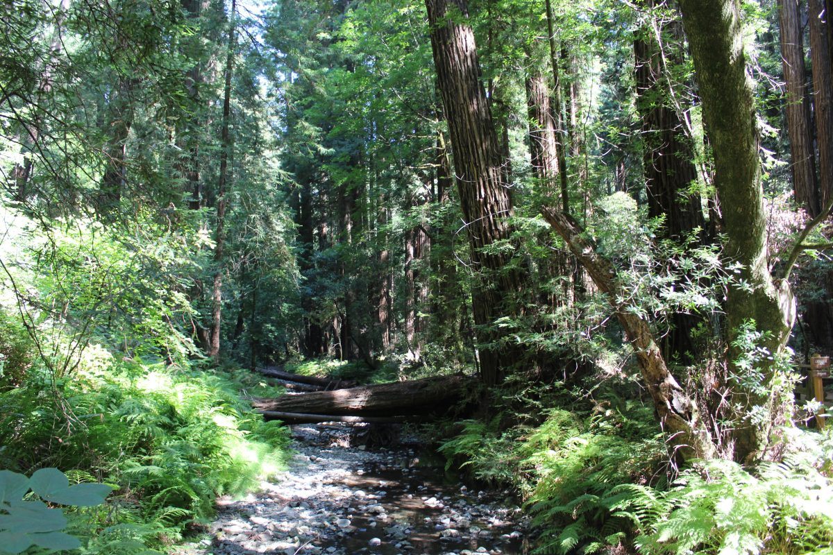 lush green forest in Redwoods National park