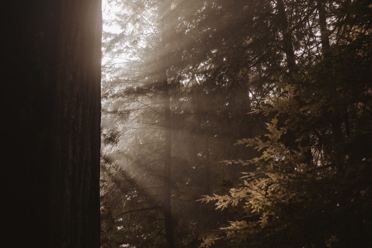 Trees in the Redwood National Park